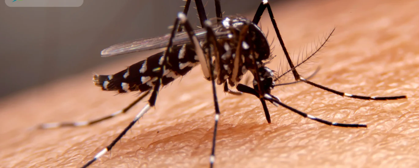 Dengue-Symptoms_-Early-Warning-Signs-Tests-and-When-to-Visit-a-Hospital