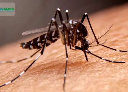 Dengue-Symptoms_-Early-Warning-Signs-Tests-and-When-to-Visit-a-Hospital